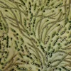 beaded fabric for gowns